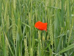 Pour une géographie sensible