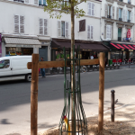 L’arbre en ville est à la fois protégé, soigné, suivi et mis en atlas mais également contraint, souvent placé sous perfusion pour l’eau et les intrants reçus. Enfin, il est moins longélif que s’il était à la campagne car il subit des stress. Il apporte de l’aménité et contribue à lutter contre l’ilot de chaleur (cliché J.-P. H).