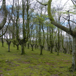 Têtards (trasmochos) à Oianleku, Pays basque. Paysage et patrimoine à très haute valeur environnementale et culturelle à la fois (patrimoine bioculturel)
