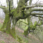 Vieux têtards (trasmochos) à Oianleku, Pays basque. Ce qui semble à première vue un trésor environnemental témoignant des beautés de la Nature est en réalité le vestige des activités humaines des siècles passés. Ces forêts étaient gérées de façon à faire cohabiter activités pastorales et charbonnières (pour l’industrie du littoral basque). L’abandon menace à la fois la valeur culturelle de ces paysages, leur beauté, et leur biodiversité exceptionnelle. Il s’agit d’un bon exemple des limites que rencontre le principe vieux principe de mise en réserve dans la protection de l’environnement.