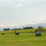Nuances des verts et des bleus du Saintois lorrain. Une belle palette de coloris traduisant la pratique d’une agriculture certes à larges mailles mais encore assez respectueuse du milieu. Au premier plan, les volumes des grosses balles pressées. Entre ciel et terre, le tracé d’une longue haie forestière. De façon récurrente, ce paysage montre sa vulnérabilité calcinée lors des épisodes de canicules (2020). Ce sujet invite à revoir les itinéraires de culture dans un bref avenir (cliché J.-P. H)