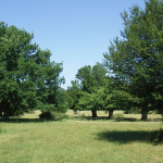 Wood pasture dans la forêt de Hatfield, proche de Londres. Paysage de saltus géré comme un conservatoire des anciennes pratiques forestières en Angleterre. Ce site est aussi connu pour avoir fait l’objet d’une importante monographie rédigée par le grand historien des forêts Oliver Rackham.