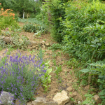 Potager délimité par une haie mélangée, avec sa pente corrigée par des murets délimitant des planches de légumes mêlées à des fleurs vivaces. La biodiversité ordinaire dans les délaissés urbains fait respirer la ville, conforte les corridors et trames, participe à l’aménité des lieux (Laxou) (cliché J.-P. H).