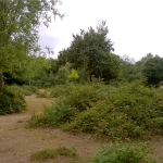 Wood pasture à Burnham Beeches, Angleterre. Un des derniers sites d’Europe occidentale où peuvent s’observer les effets d’un pâturage intensif en forêt, avec ici une bonne illustration du vieil adage forestier selon lequel le roncier est « berceau du chêne », car il peut protéger les jeunes semis et des îlots arborés malgré la pression du troupeau.