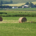 Agriculture encore raisonnée dans le Saulnois. Au premier plan des prairies récoltées puis des prairies humides tardivement fauchées. Plus loin, un exemple de la rurbanisation des campagnes, un vaste défrichement de versant susceptible d’être planté en vigne, enfin l’ondulation de la lisière forestière (cliché J.-P. H)