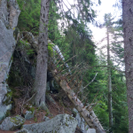 Sapinière du versant très accidenté des Vosges alsaciennes (chemin des Roches situé en contrebas de la Sclucht). Des arbres surannés se mêlent à des fûts secs, effondrés, retournant à la nécromasse grâce au recyclage effectué par les xylophages. Cette futaie jardinée sur le retour optimise la biodiversité et sert d’habitat (cliché J.-P. H).