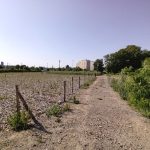 Placettes de la forêt Des Ponts (au fond plantation en 2021) au 1er plan (plantation en 2022)