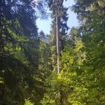 Un géant de 55m dans la réserve biologique intégrale du Kertoff, Vosges