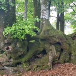 Une « queule » du Morvan, commune de Saint-Léger-sous-Beuvray : ces hêtres déformés étaient autrefois plessés pour constituer une haie en bordure d’une parcelle bocagère.