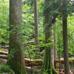 Réserve intégrale et « forêt primaire » de Rajhenavski Rog, Slovénie
