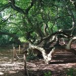 La Süntelbuchenallee, une allée de « faux » (hêtres tortillards) à Ben Nenndorf, Allemagne