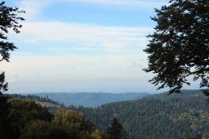 Forêts des Vosges du Sud, Mille Étangs. Cliché : Méplain C., septembre 2025